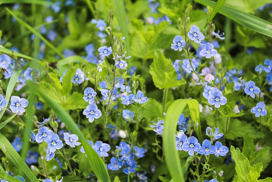 Лекарственное растение с синими цветами