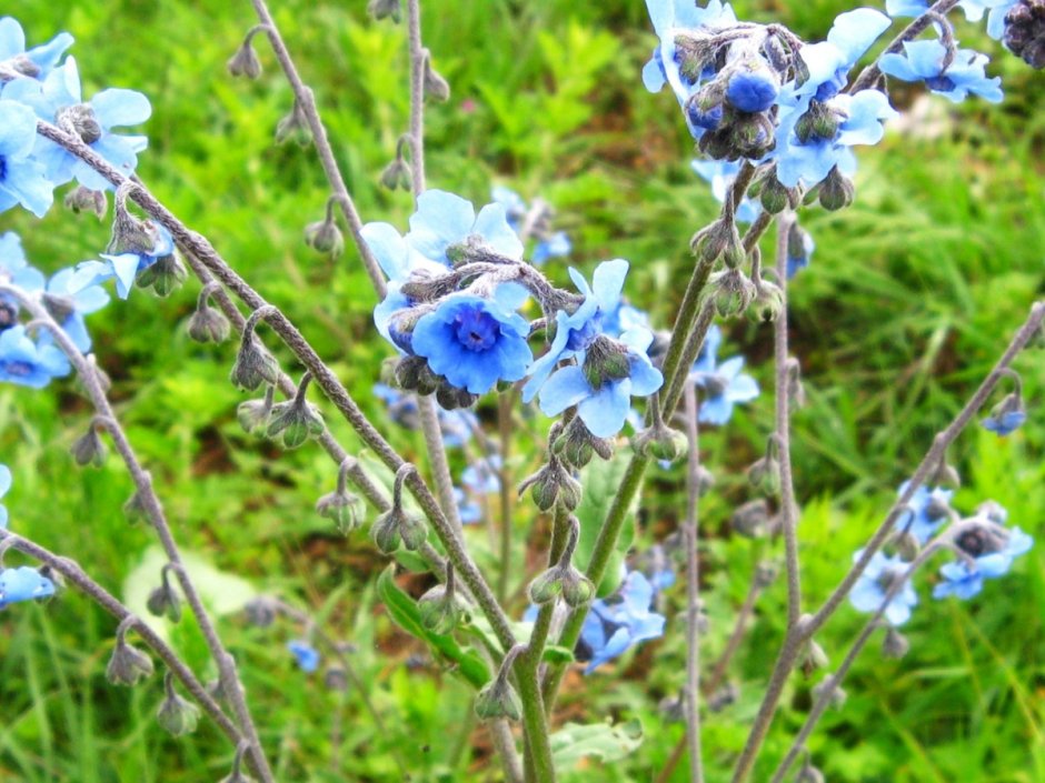 Дикорастущее растение с голубыми цветами