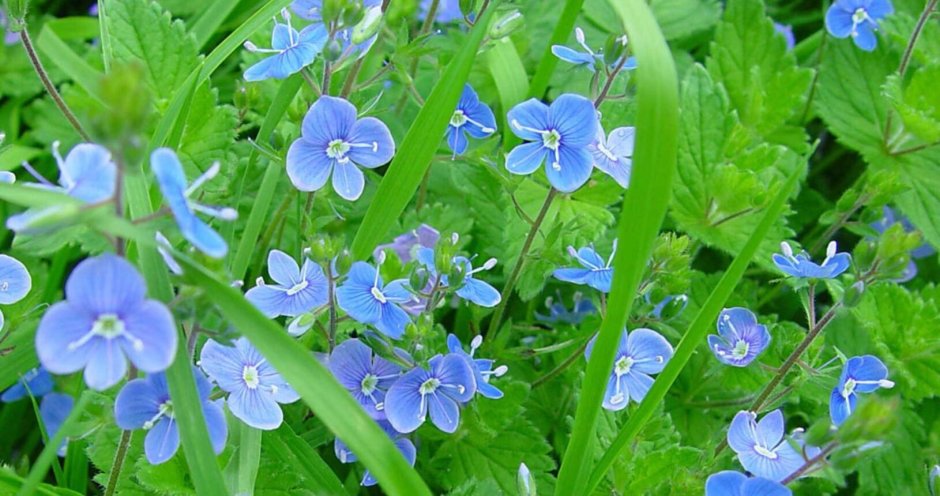 Трава ползучая с синими цветочками