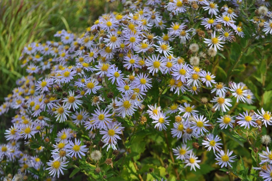 Астра Aster ageratoides