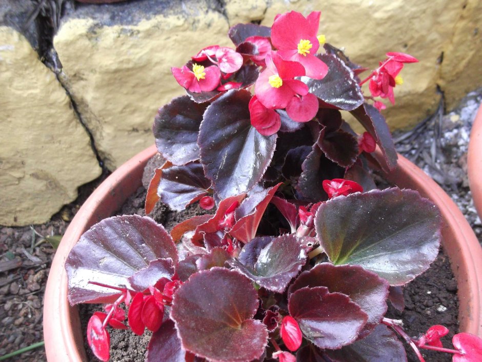 Бегония вечноцветущая (Begonia semperflorens)