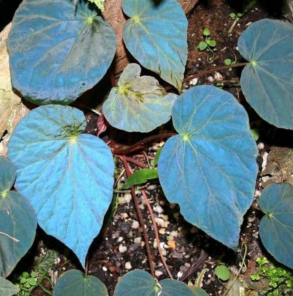 Begonia darthvaderiana