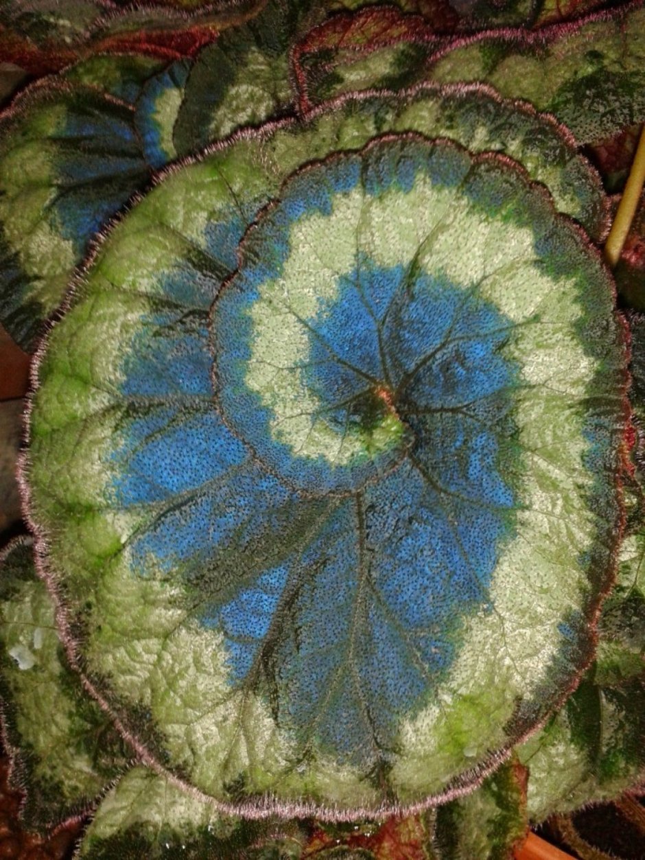 Бегония Begonia Pavonina