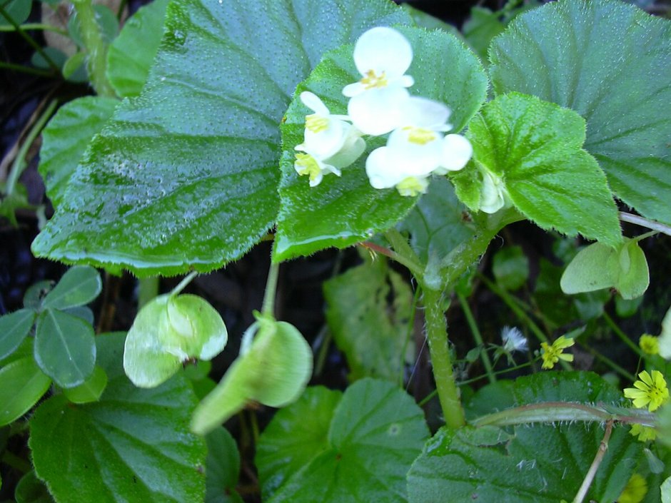 Begonia hirtella