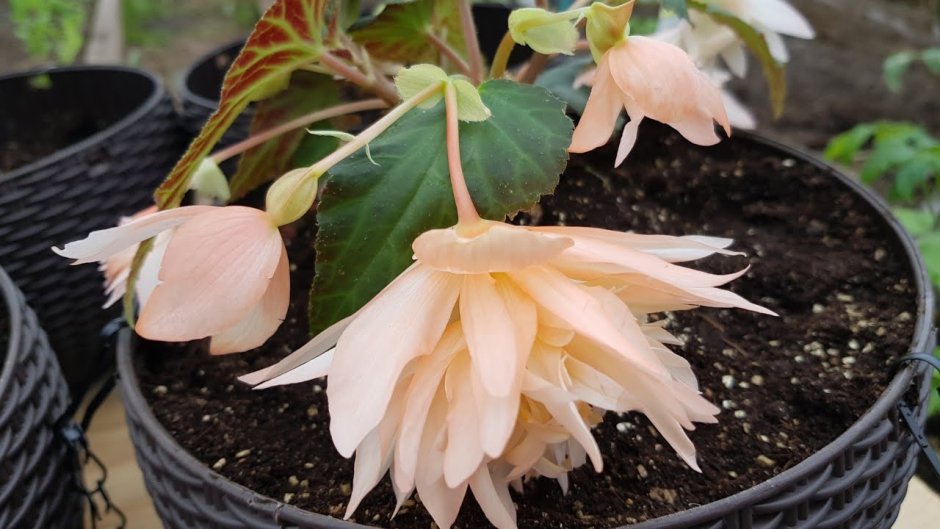 Begonia Belleconia Light Pink