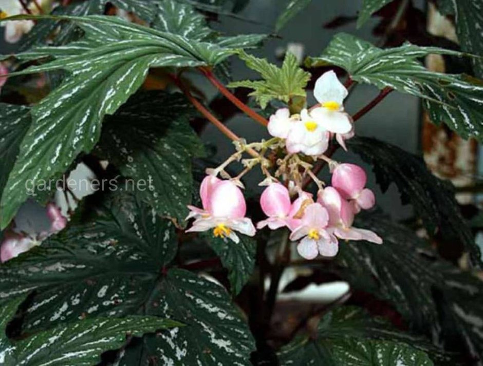 Begonia aconitifolia