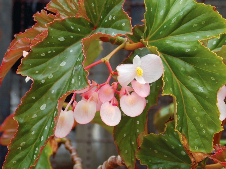 Бегония Bachiensis