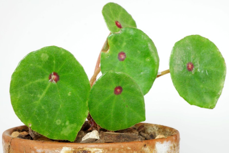 Бегония conchifolia var. Rubrimacula