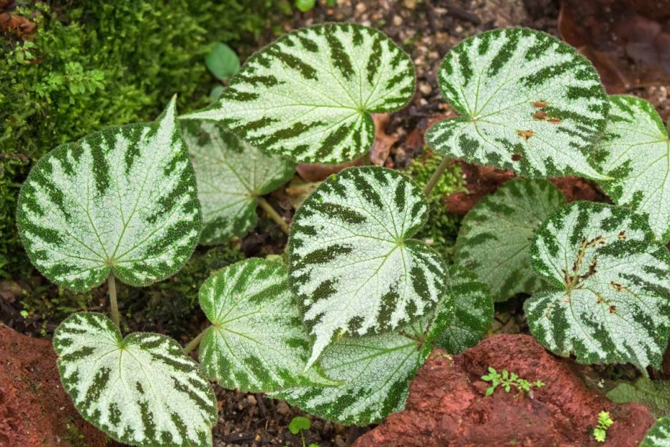 Бегония Императорская Begonia Imperialis