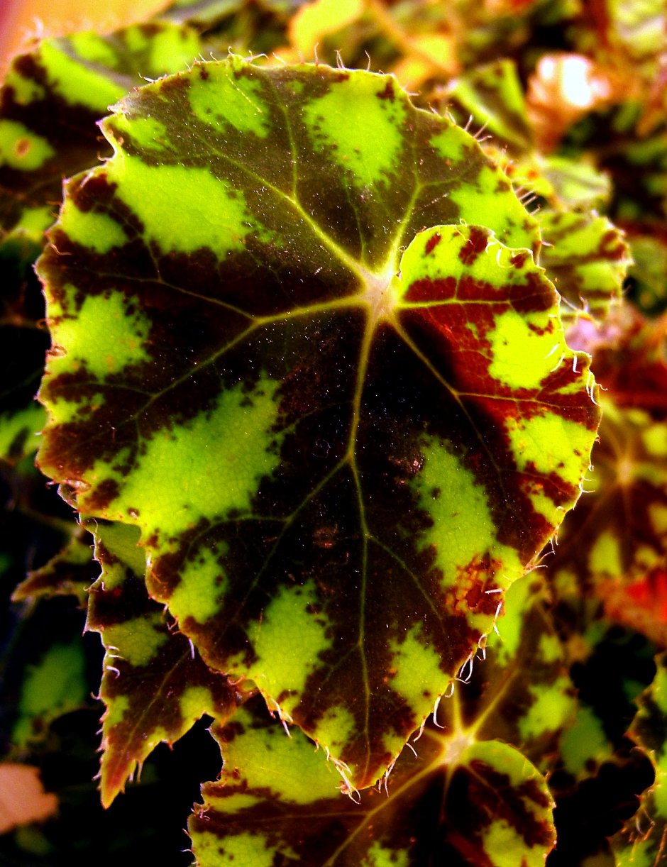 Begonia bowerae