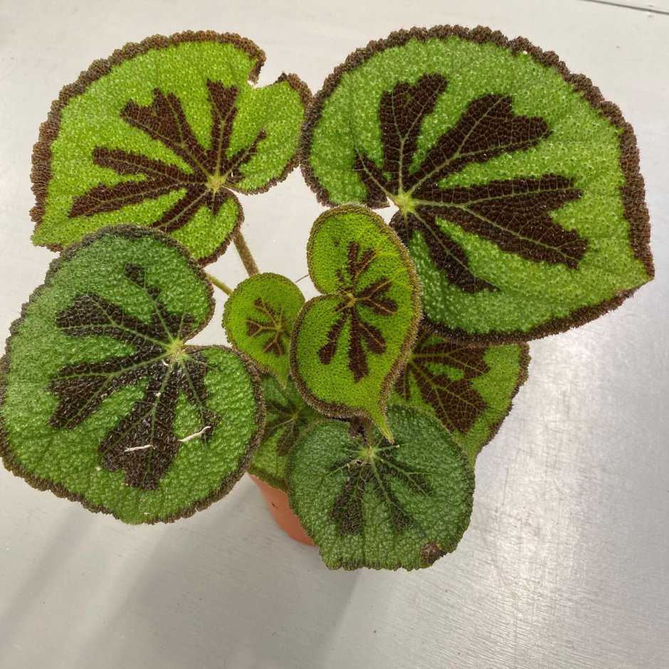 Begonia masoniana