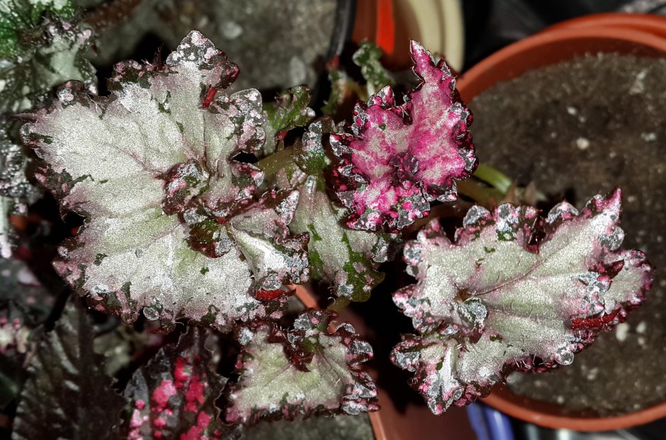 Бегония хуюншаненсис Begonia chuyunshanensis