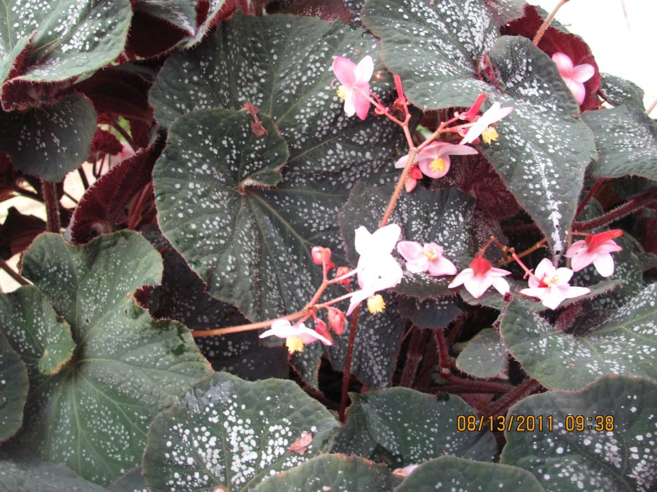 All about Begonia how to put