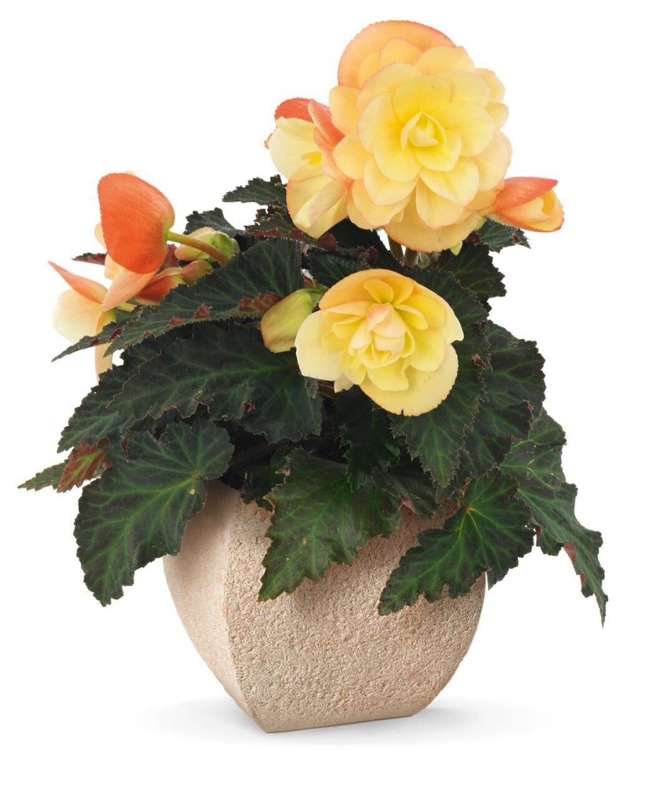 Бегония Begonia fragrant Falls Peach