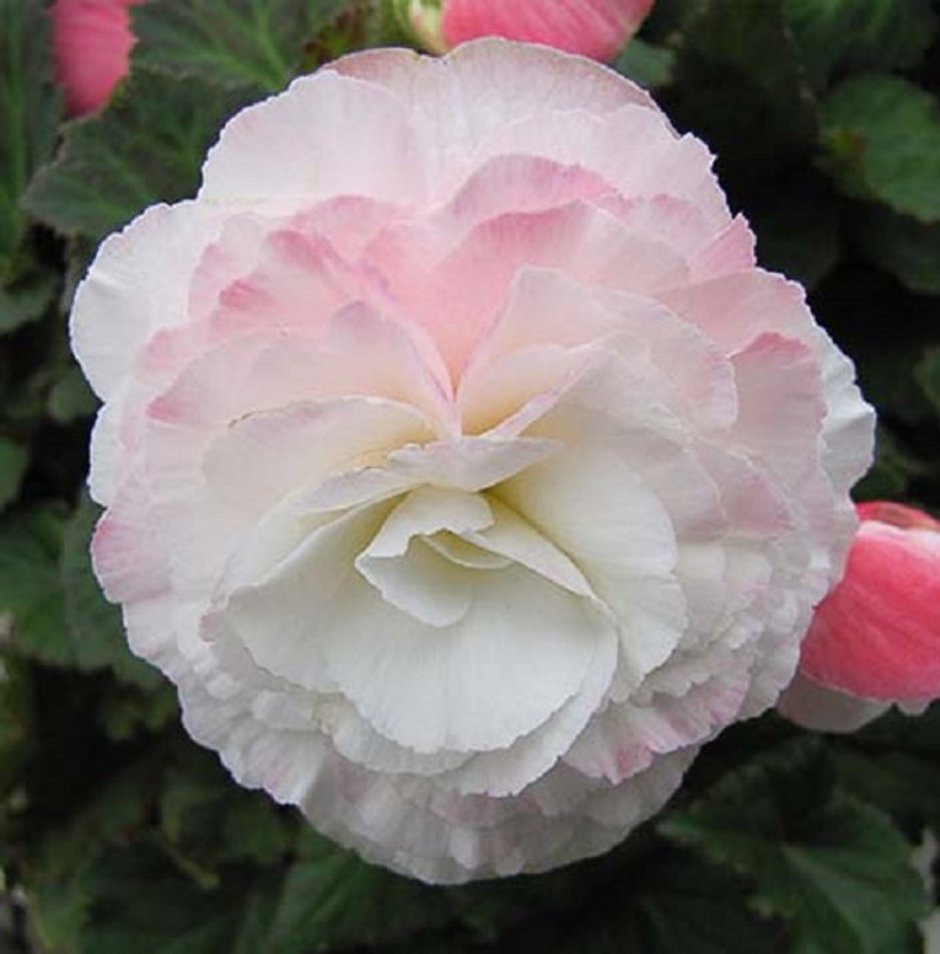 Бегония Begonia Appleblossom