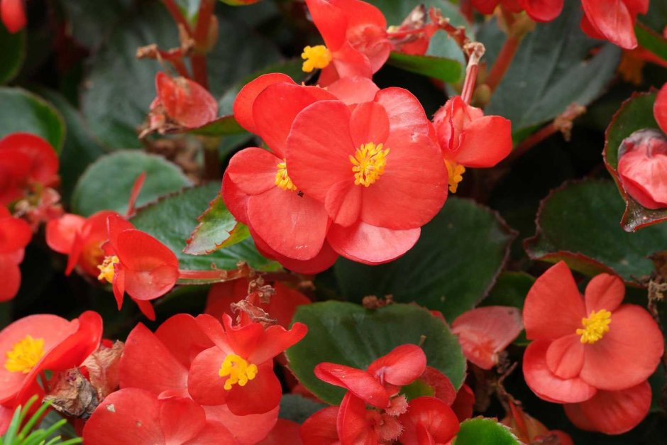 Бегония вечноцветущая (Begonia semperflorens)