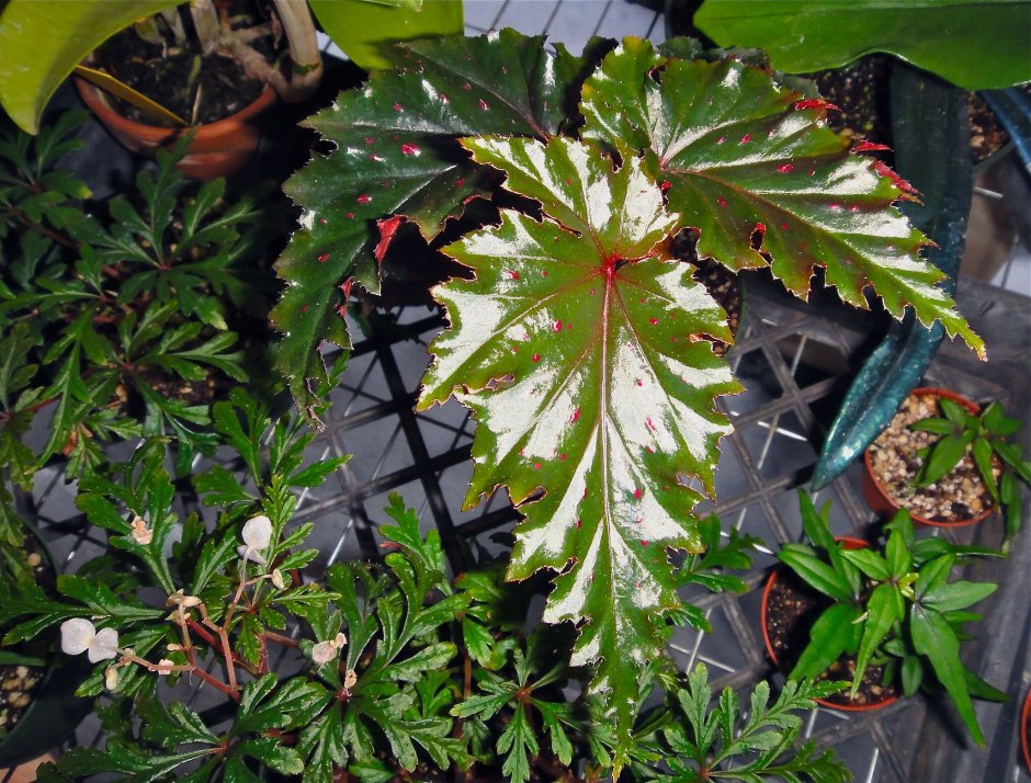 Бегония (Begonia) serratipetala
