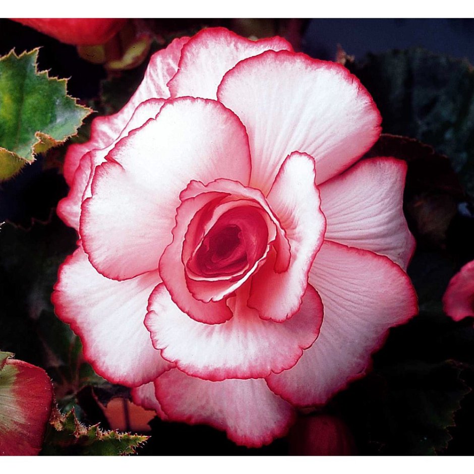 Бегония Begonia bouton de Rose
