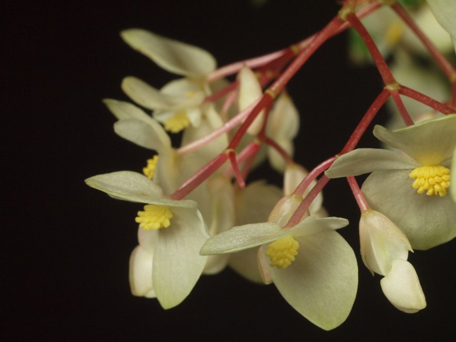 Begonia × Albopicta