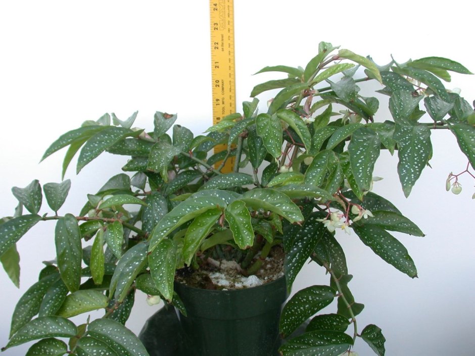 Begonia × Albopicta