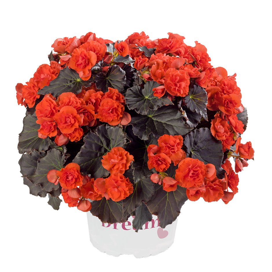 Бегония Begonia Solenia Orange