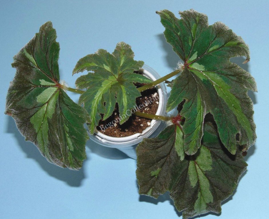 Begonia leathermaniae