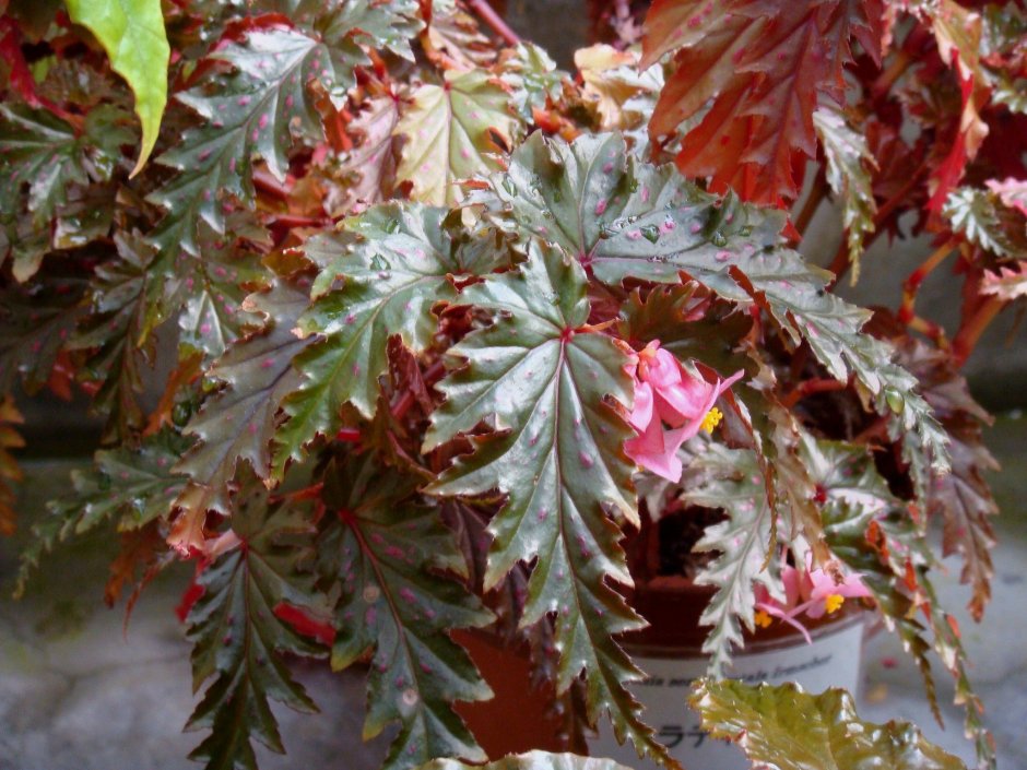 Бегония (Begonia) serratipetala