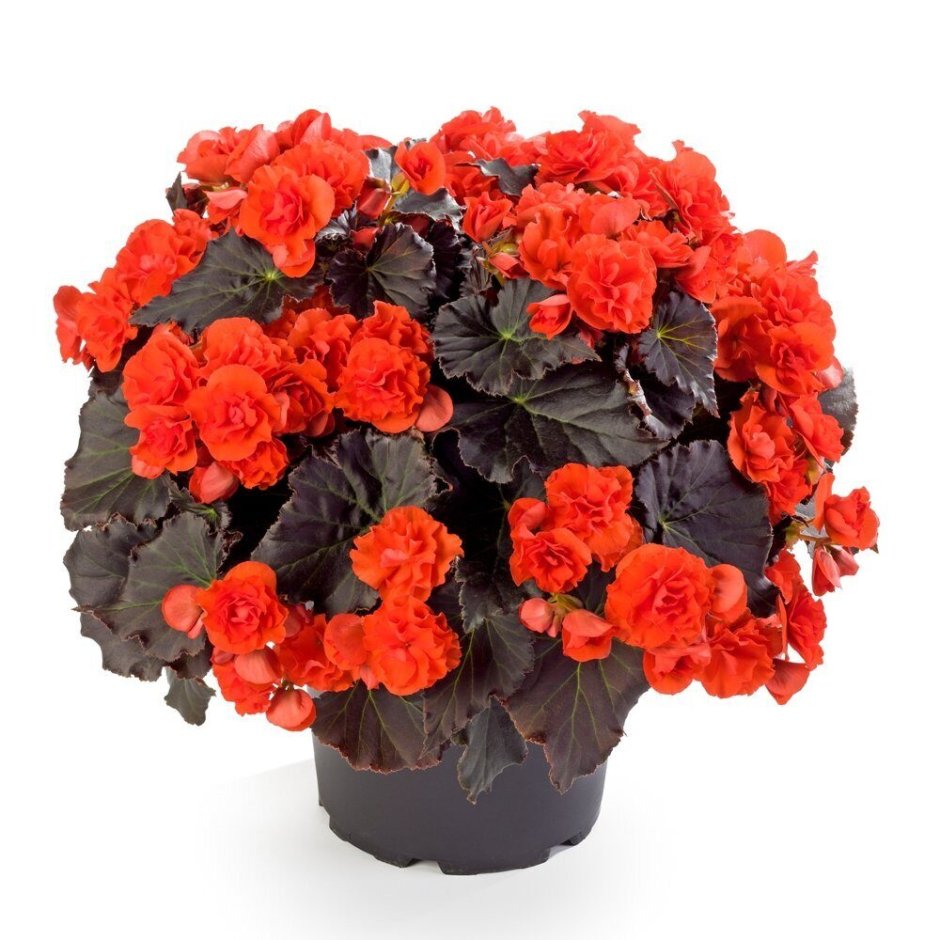 Бегония Begonia Solenia Orange