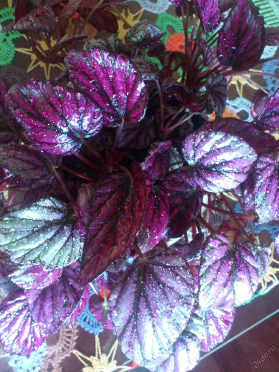 Декоративнолиственная бегония фиолетовые листья