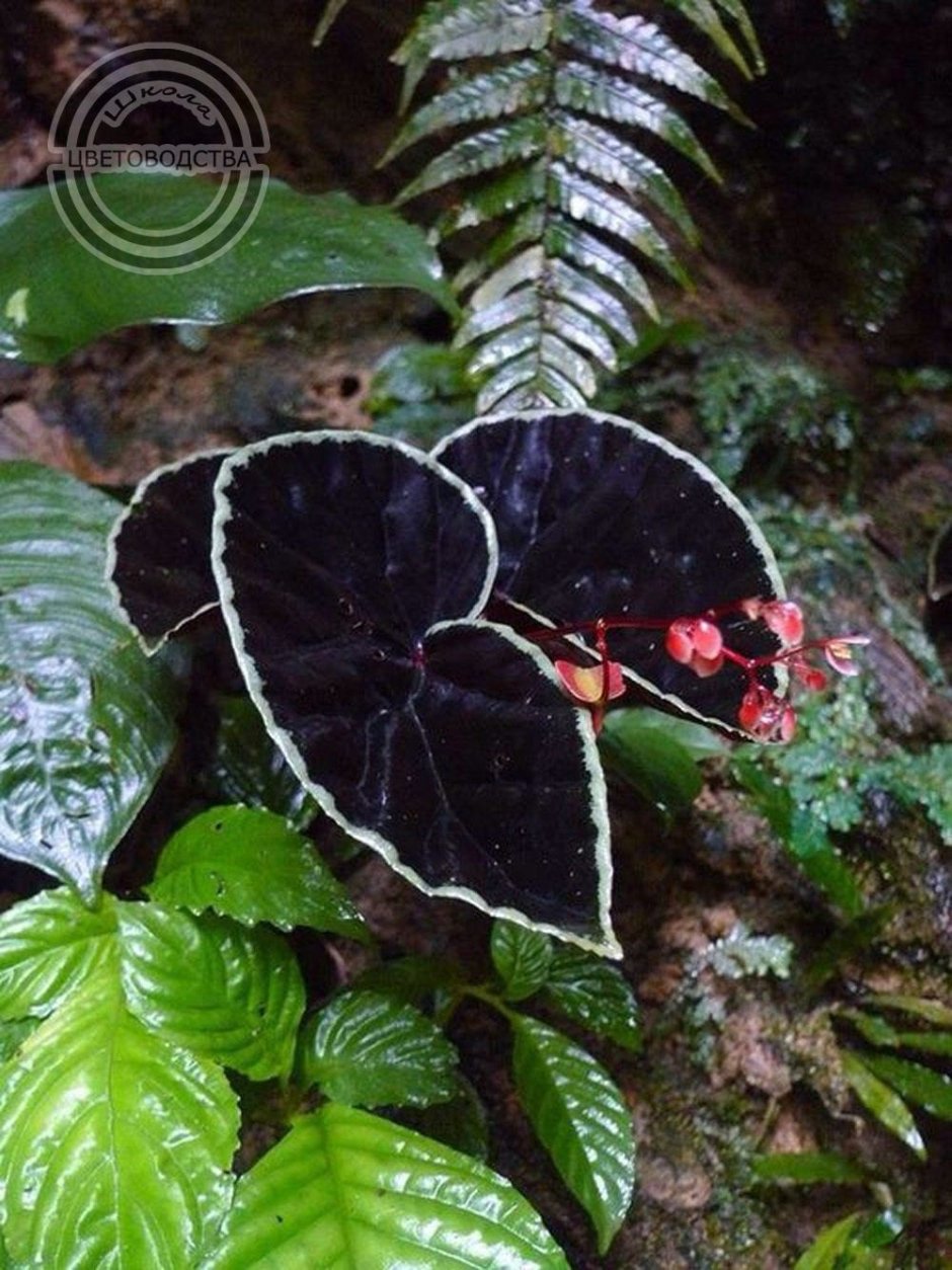 Begonia darthvaderiana