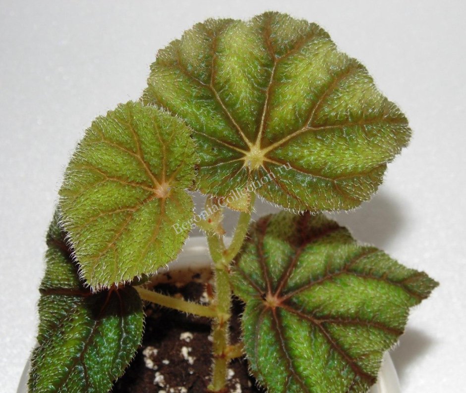 Begonia venosa бегония войлочная