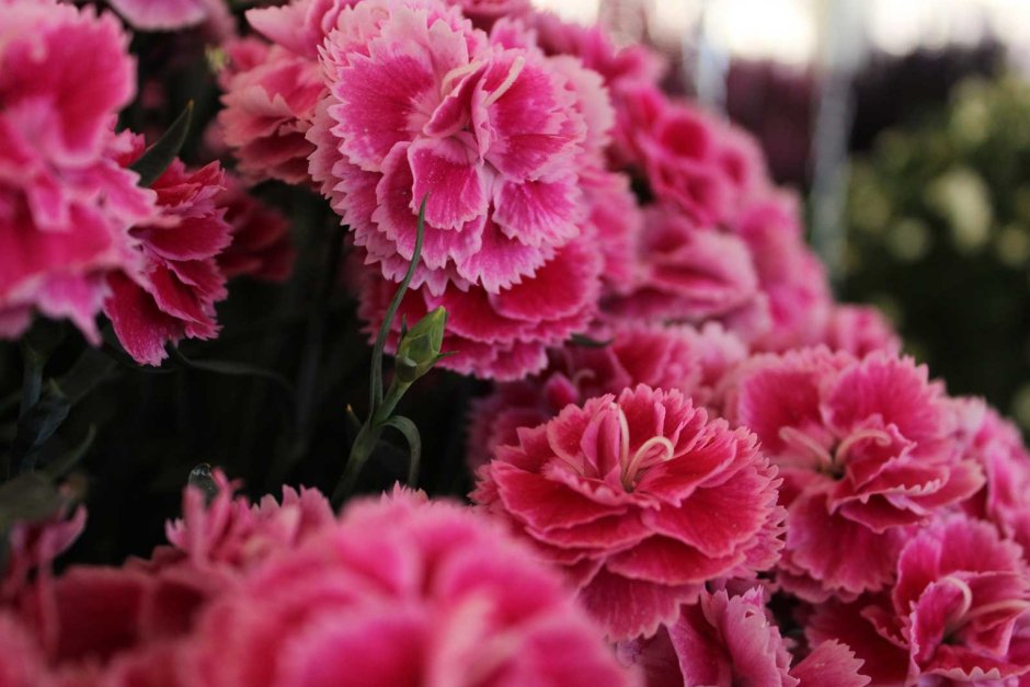 Купить цветок гвоздика многолетние в Омске