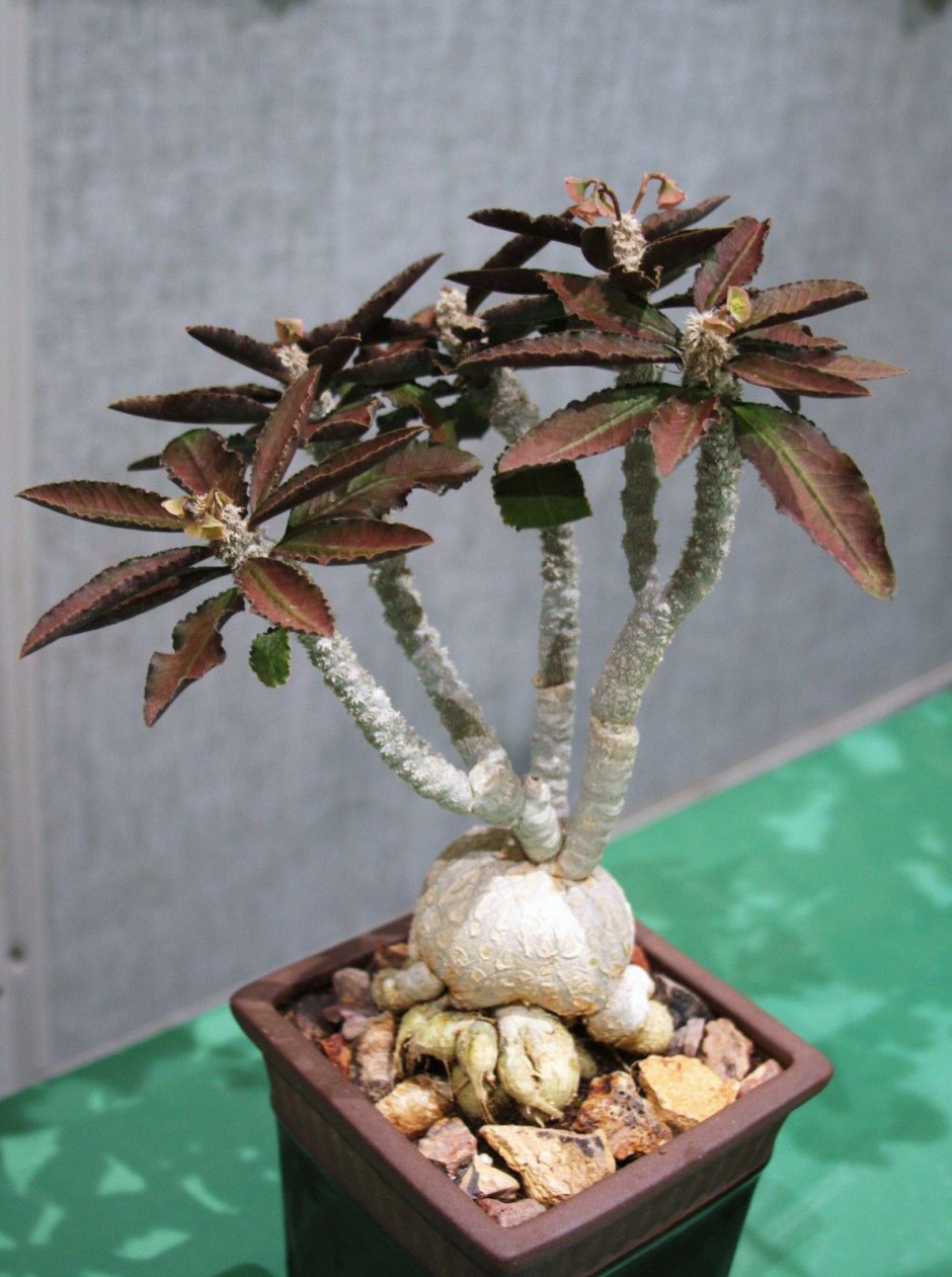 Суккулент Euphorbia decaryi