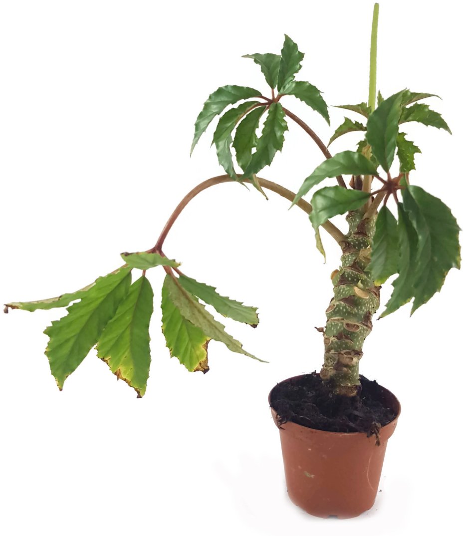 Begonia carolineifolia Highlander /бегония