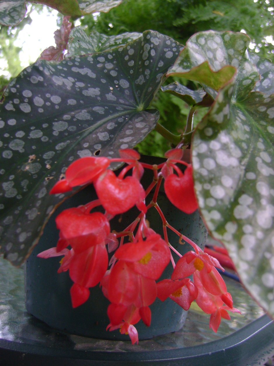 Begonia Pseudolubbxsis