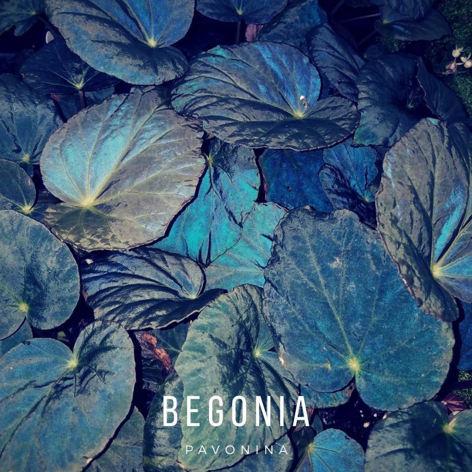 Бегония Begonia Pavonina