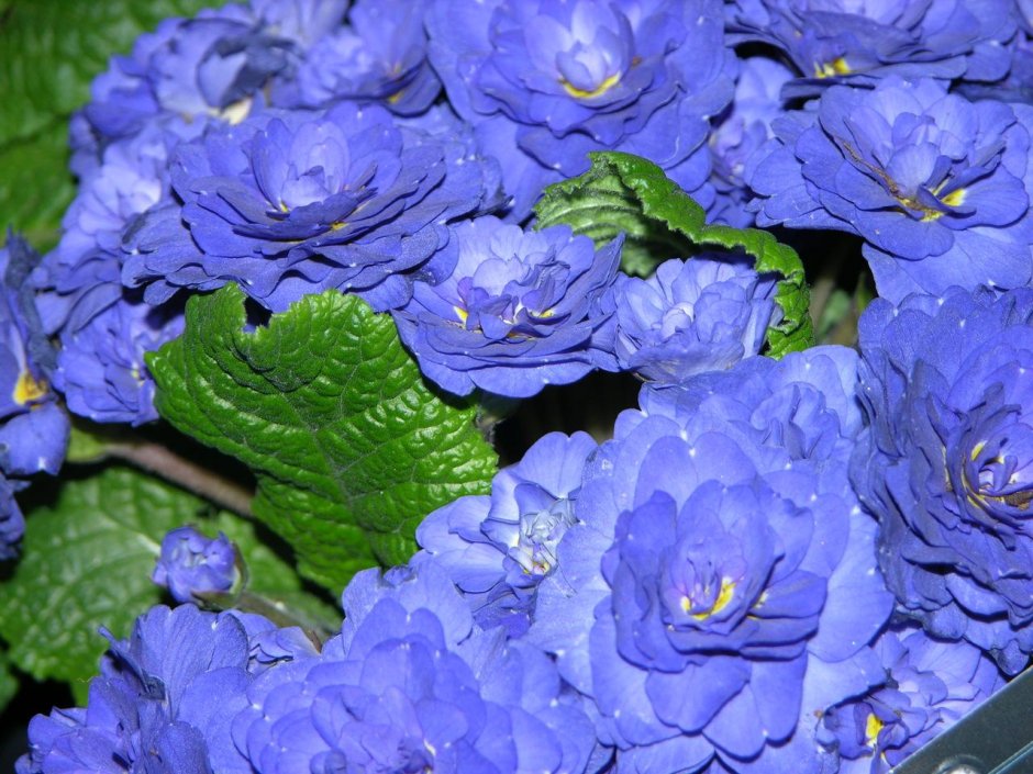 Примула Primula Belarina Cobald Blue