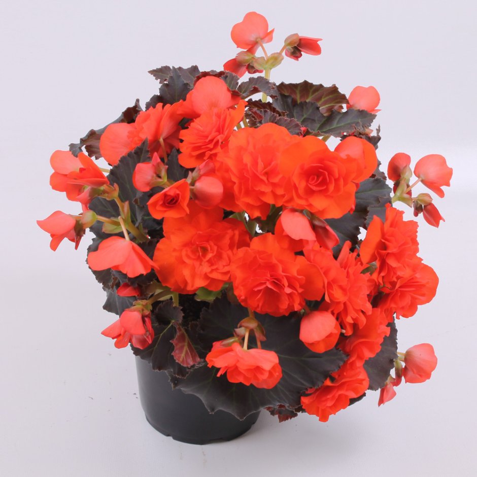 Бегония Begonia Solenia Orange