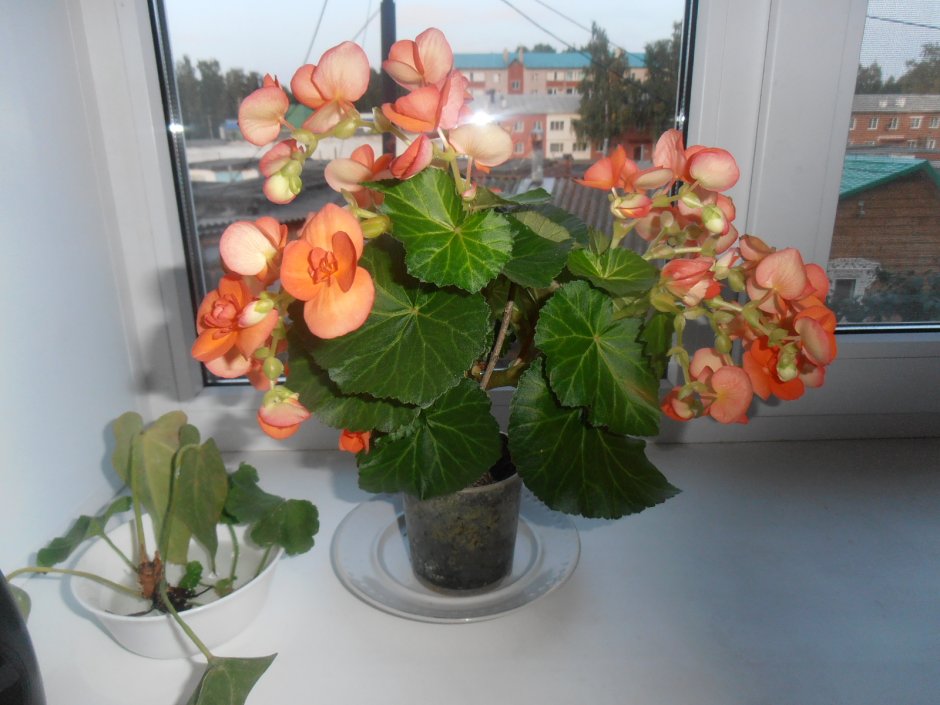 Begonia 5535 оранжевый
