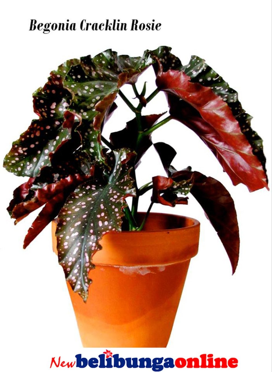 Begonia Cracklin Rosie