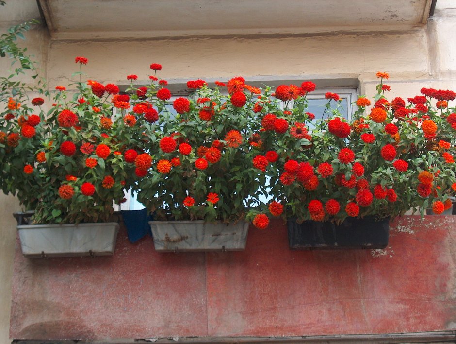 Цветы однолетники на балконе