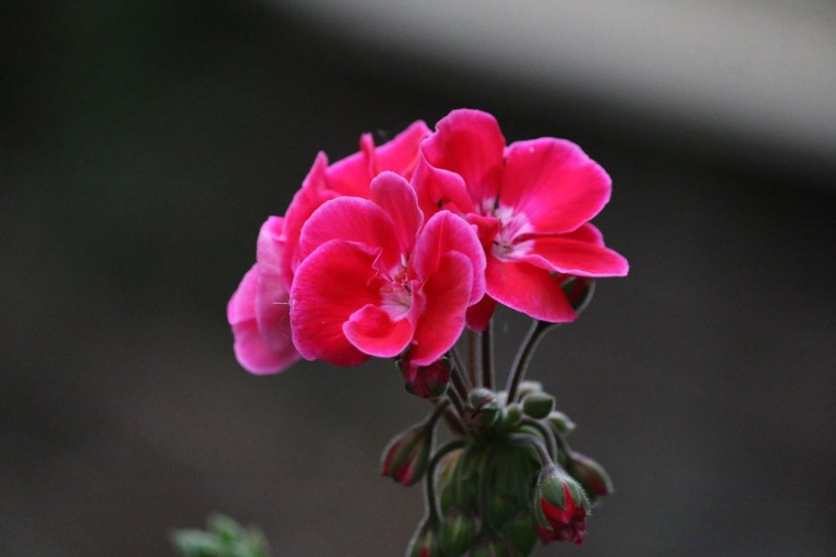 Пеларгония Таира Сибирская роза