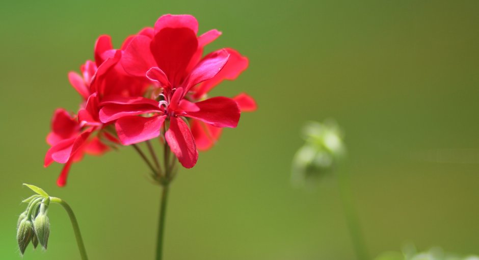 Пеларгония Аленький цветочек
