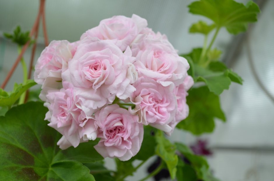 Пеларгония розебудная Rococo