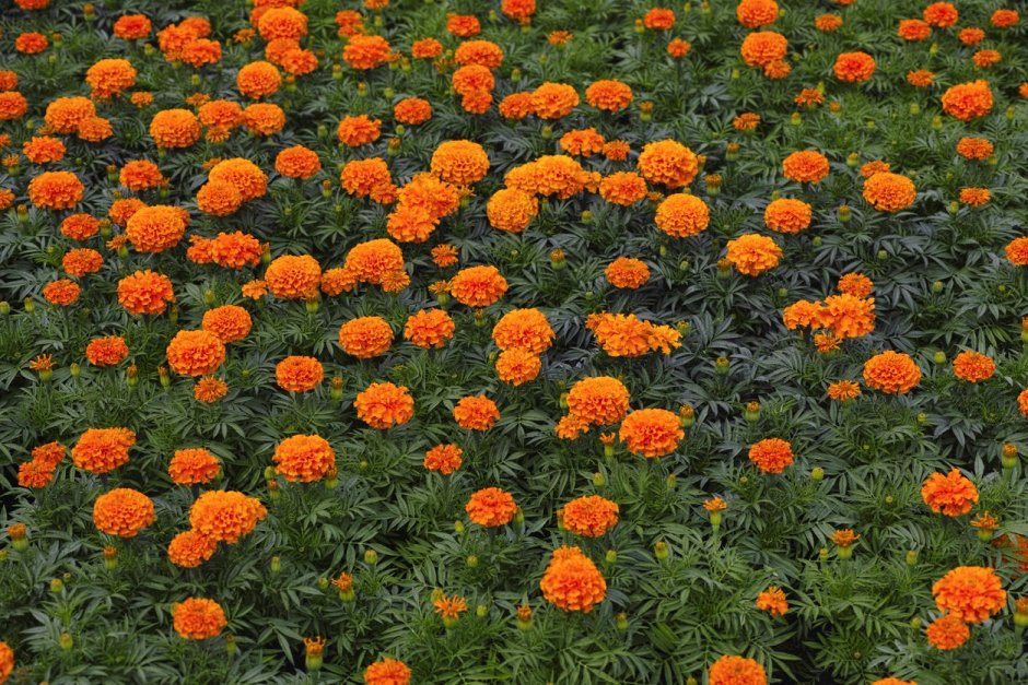 Цветы бархатцы апельсин фото