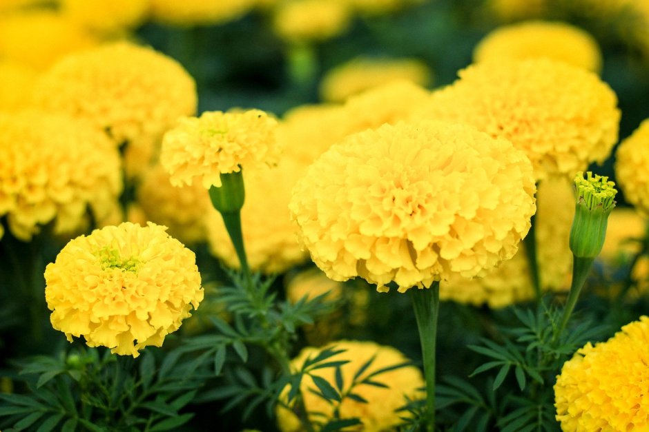 Marigold цветок