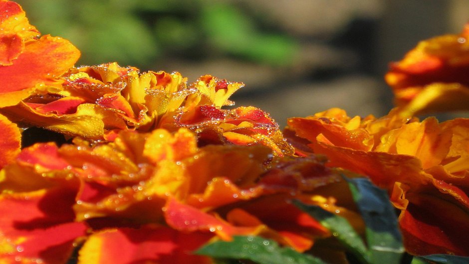 Цветы бархатцы фото