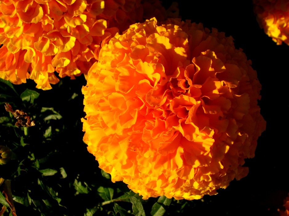 Marigold цветок