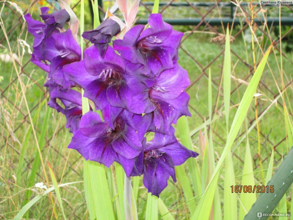 Гладиолус Purple Flora