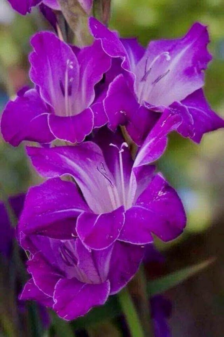 Пурпурно лиловый Гладиолус